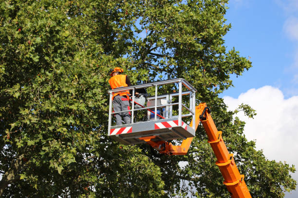 Best Tree Removal Services  in Shamrock, TX